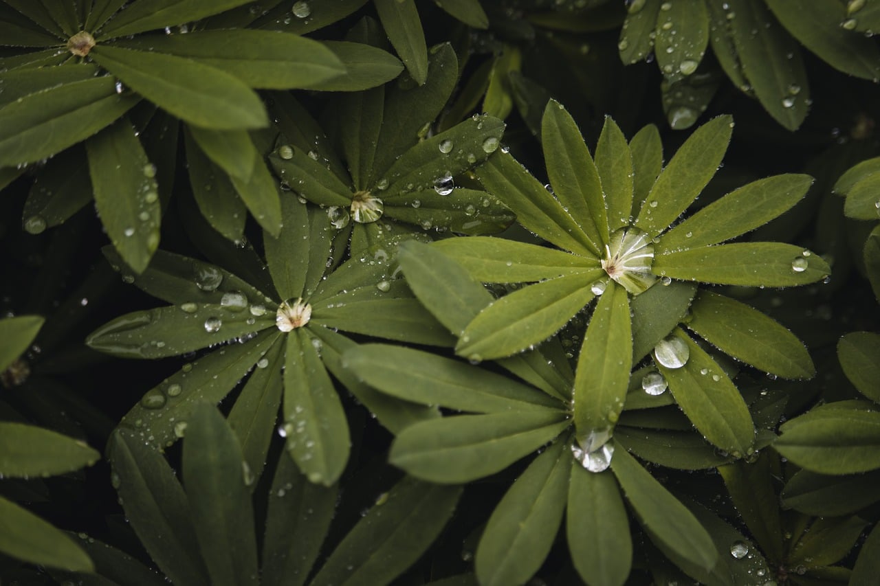 water drops, green leaves, wallpaper 4k, beautiful nature, moisture, nature, free wallpaper, garden, hd wallpaper, laptop wallpaper, 4k wallpaper, cool backgrounds, full hd wallpaper, nature background, desktop backgrounds, botany, biology, outdoor, texture, background, beautiful wallpaper, wallpaper, wallpaper hd, herbal, mac wallpaper, abstract, nature wallpaper, ecology, windows wallpaper, 4k wallpaper 1920x1080, fresh, dark mood, free background, morning, abstract nature, dark background