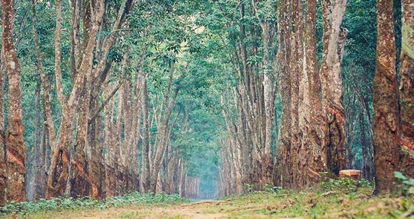ঢাকার কাছেই ইতিহাস ও প্রকৃতি : ঘুরে আসুন ঐতিহ্যবাহী টাঙ্গাইল ob 1784438522